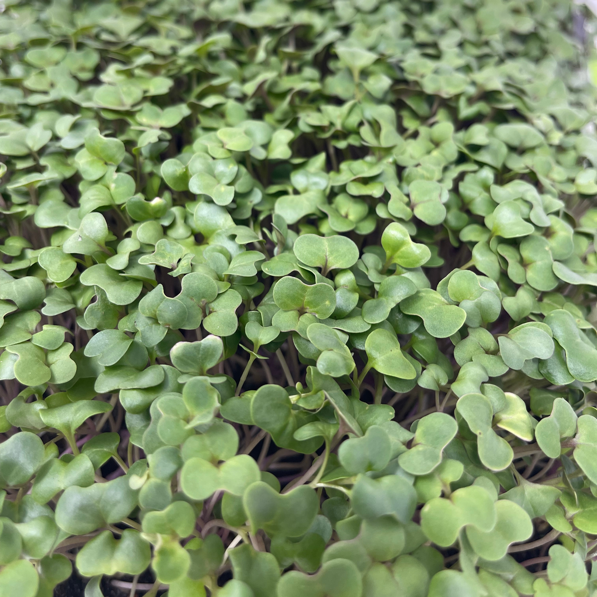 Broccoli Microgreens