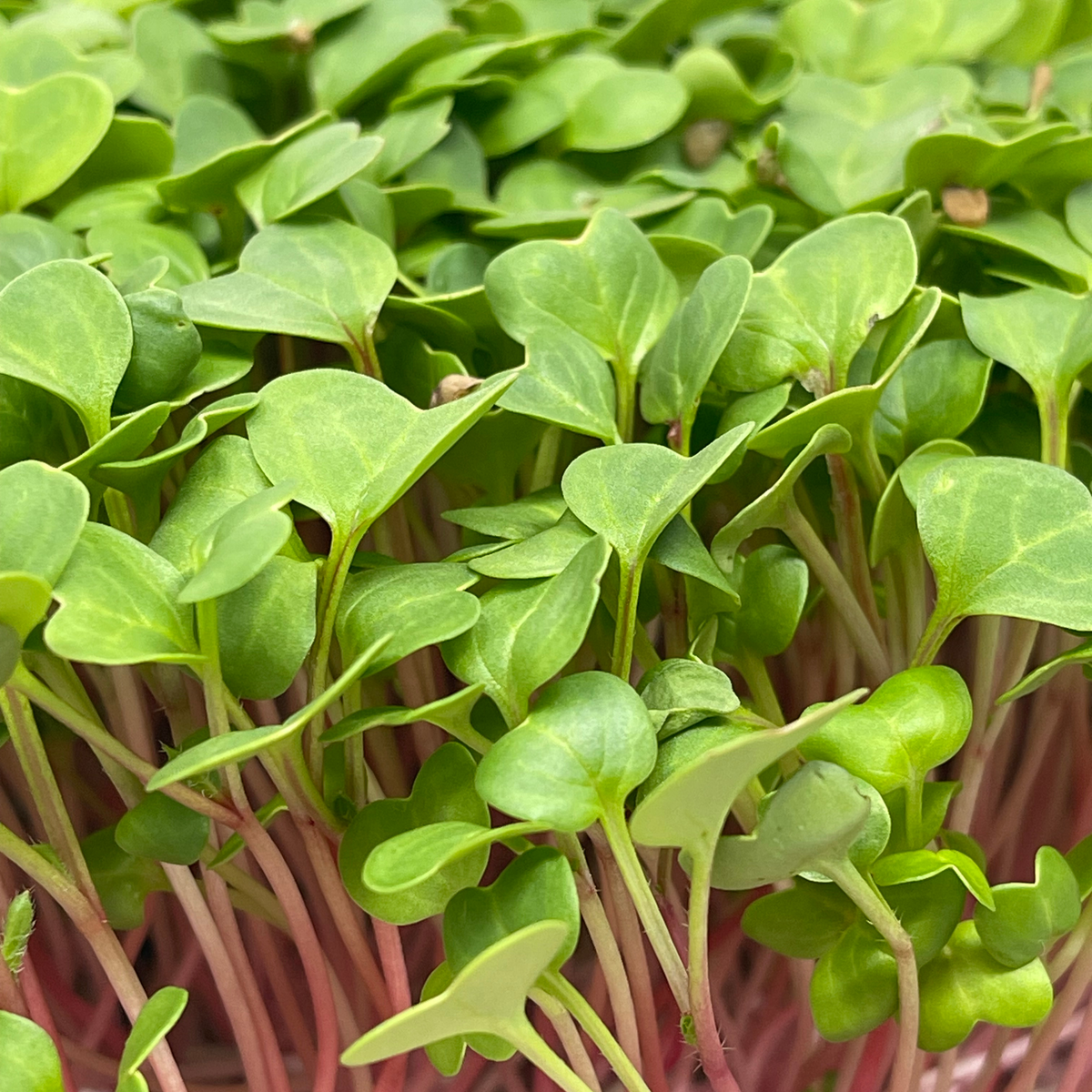 Radish Microgreens