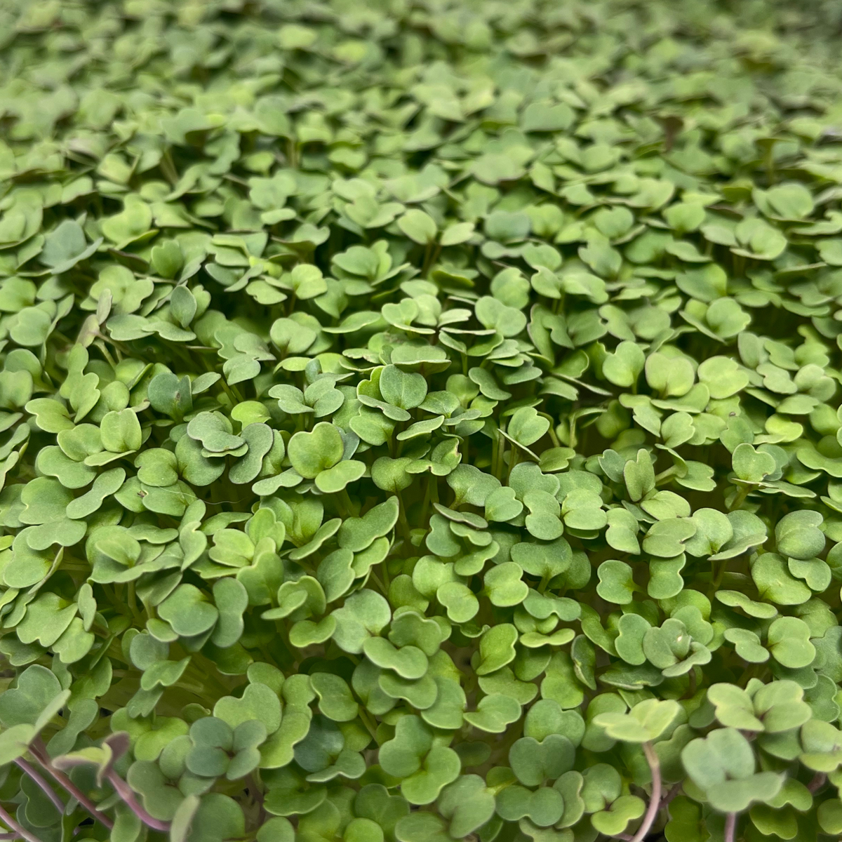 Arugula Microgreens