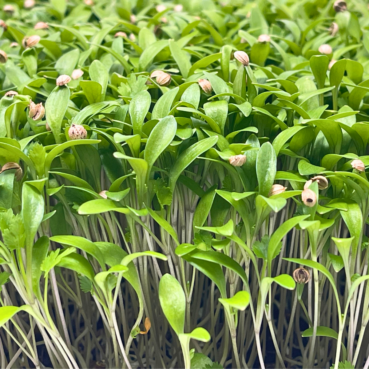Cilantro Microgreens