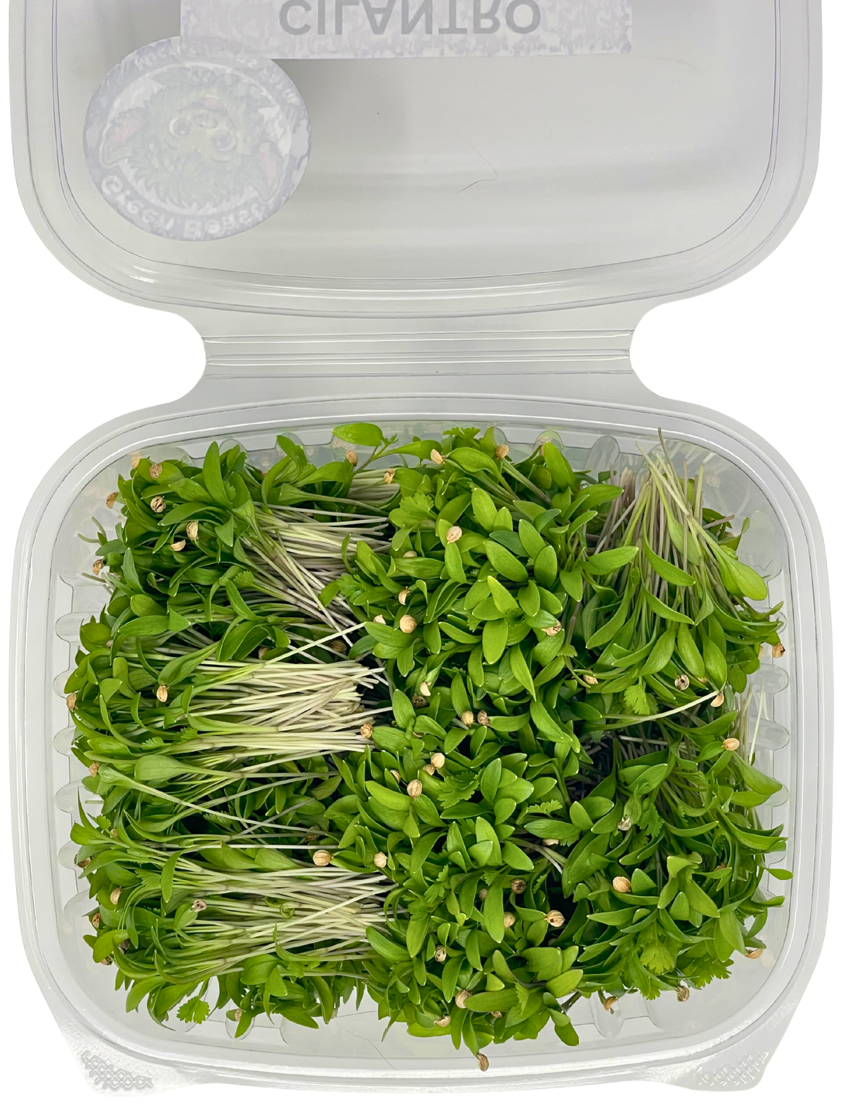 Cilantro Microgreens