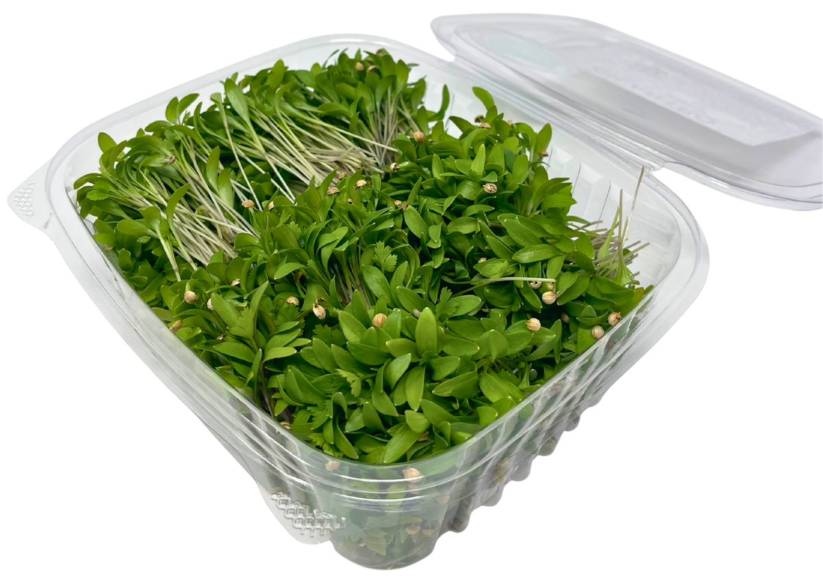 Cilantro Microgreens
