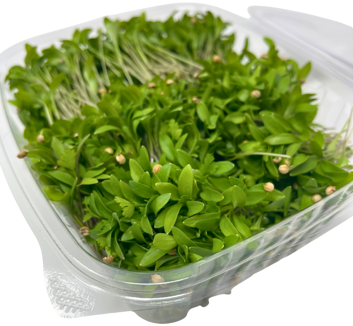 Cilantro Microgreens