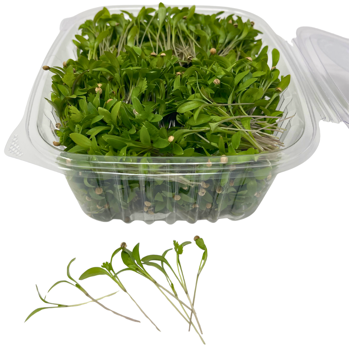 Cilantro Microgreens