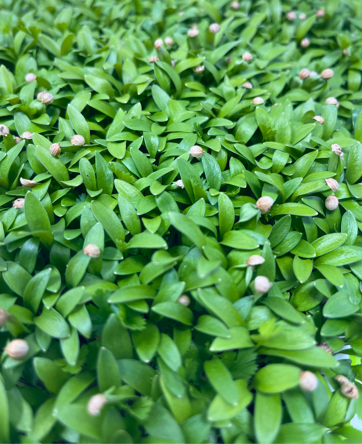 Cilantro Microgreens