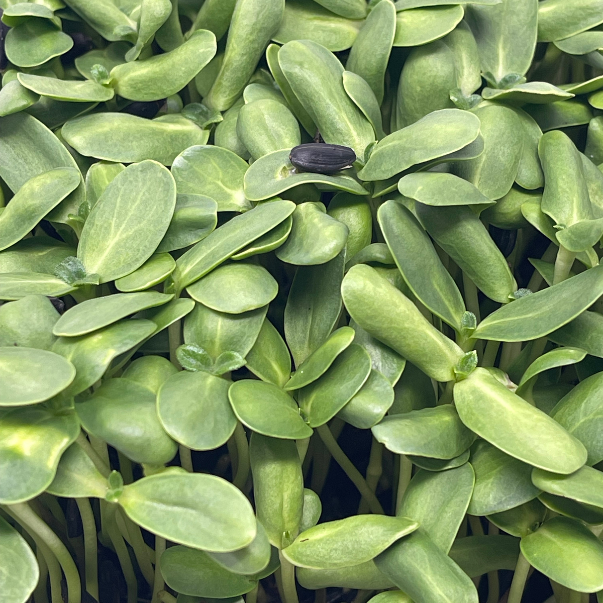 Sunflower Microgreens