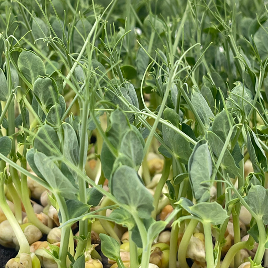 Yellow Pea Microgreens